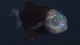 Uncovering the Mysterious Barreleye Fish and Its .